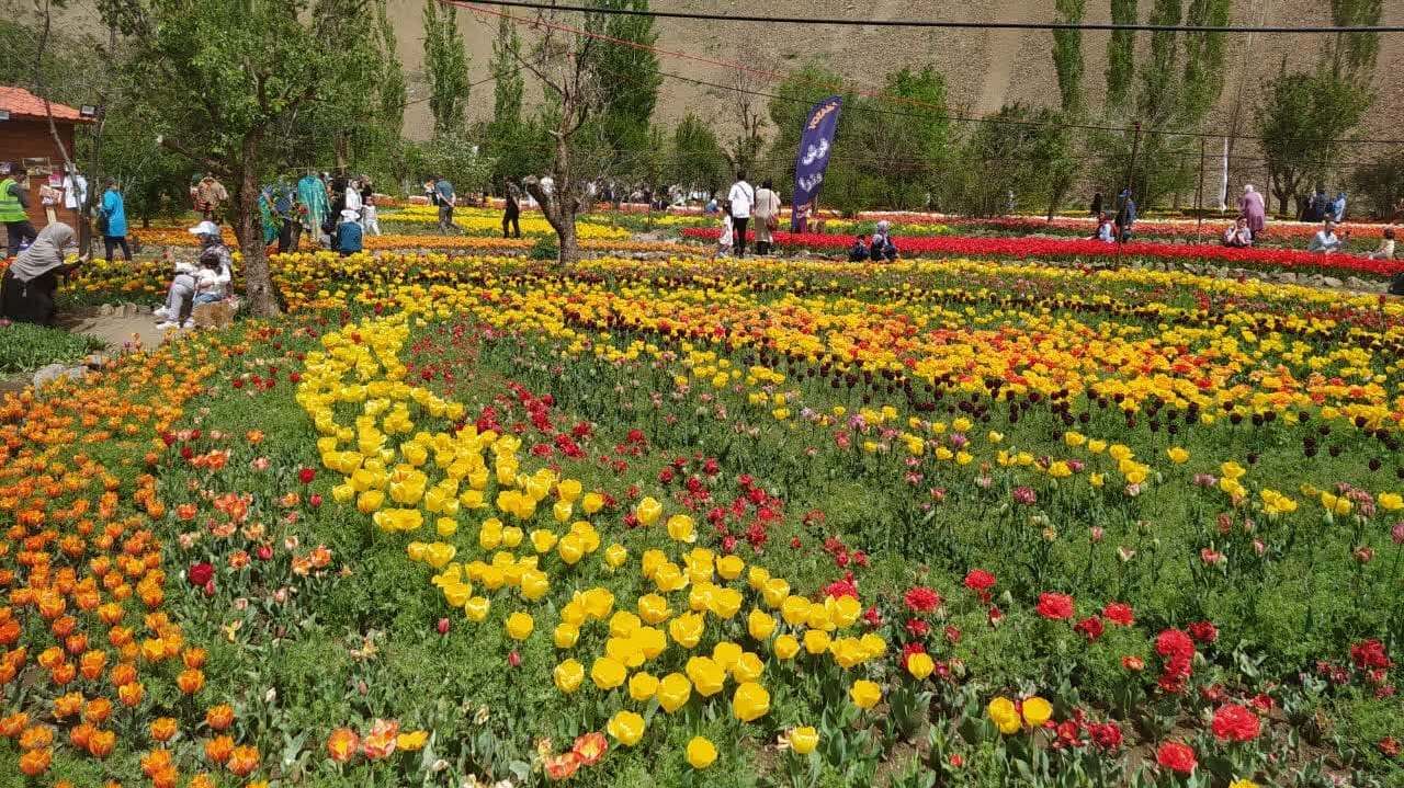 جشنواره لاله های رنگارنگ در آسارای کرج آغاز شد
