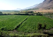 ۶۱۰ میلیارد تومان اعتبار به بخش کشاورزی خراسان جنوبی اختصاص یافت