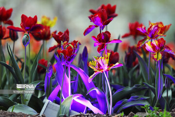 Le festival des tulipes à Assara