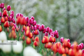 Le festival des tulipes à Assara