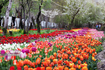 Le festival des tulipes à Assara