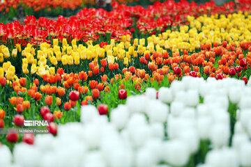 Le festival des tulipes à Assara