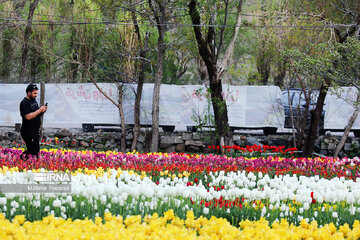 Le festival des tulipes à Assara