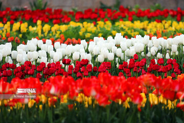 Le festival des tulipes à Assara