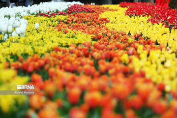 Le festival des tulipes à Assara