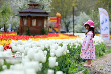 Le festival des tulipes à Assara