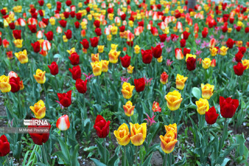 Le festival des tulipes à Assara