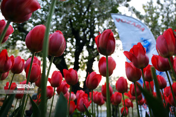 Le festival des tulipes à Assara