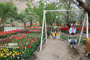 Le festival des tulipes à Assara