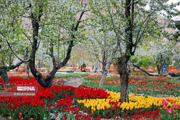 Le festival des tulipes à Assara