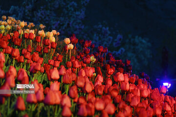 Le festival des tulipes à Assara