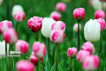 Le festival des tulipes à Assara