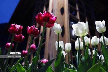 Le festival des tulipes à Assara