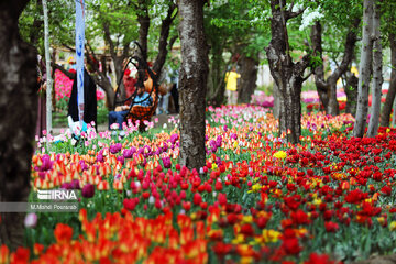 Le festival des tulipes à Assara