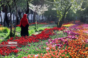 Le festival des tulipes à Assara