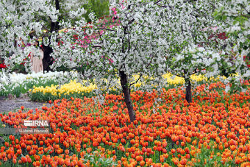 Le festival des tulipes à Assara