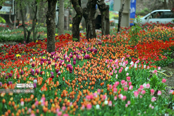 Le festival des tulipes à Assara