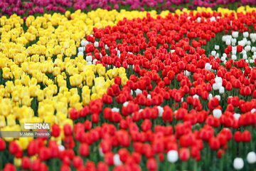 Le festival des tulipes à Assara