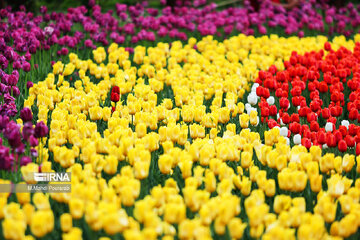 Le festival des tulipes à Assara