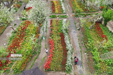 Le festival des tulipes à Assara