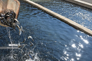 تولید ۹ هزار تن ماهی خوراکی در دیار کم آب اصفهان، نشانگر کوشش و اقدام