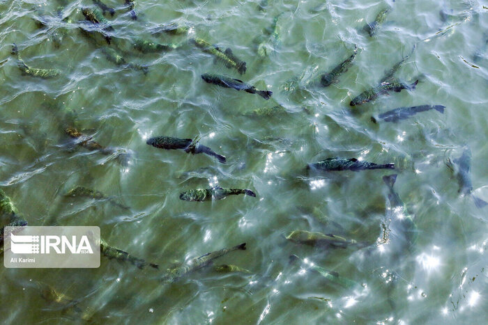 تولید ۹ هزار تن ماهی خوراکی در دیار کم آب اصفهان، نشانگر کوشش و اقدام