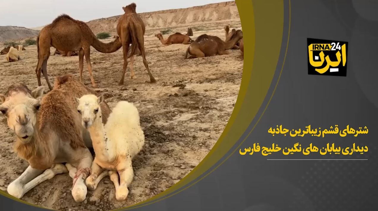 فیلم | شترهای قشم زیباترین جاذبه دیداری بیابان های نگین خلیج فارس