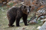 ارزیابی خسارت خرس قهوه‌ای به باغات مرودشت انجام شد