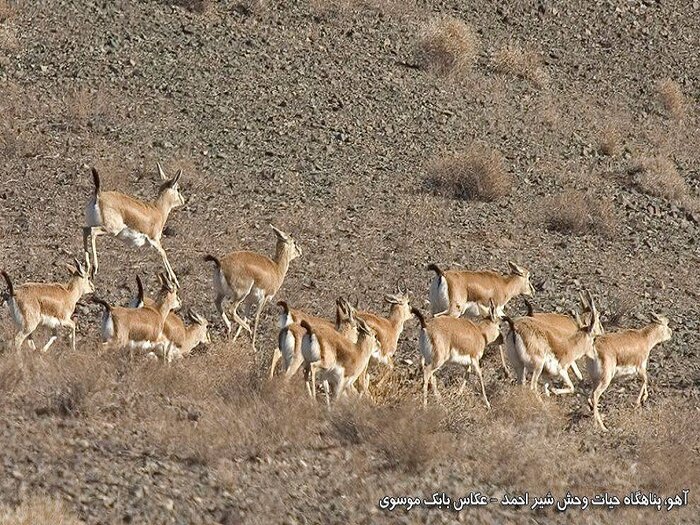 زنجیر خشکسالی بر پای آهوان خراسان رضوی