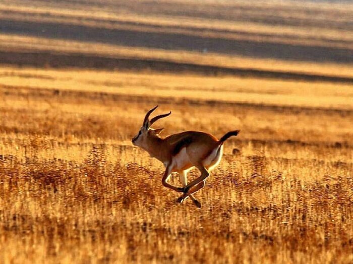 زنجیر خشکسالی بر پای آهوان خراسان رضوی