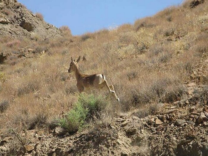 زنجیر خشکسالی بر پای آهوان خراسان رضوی