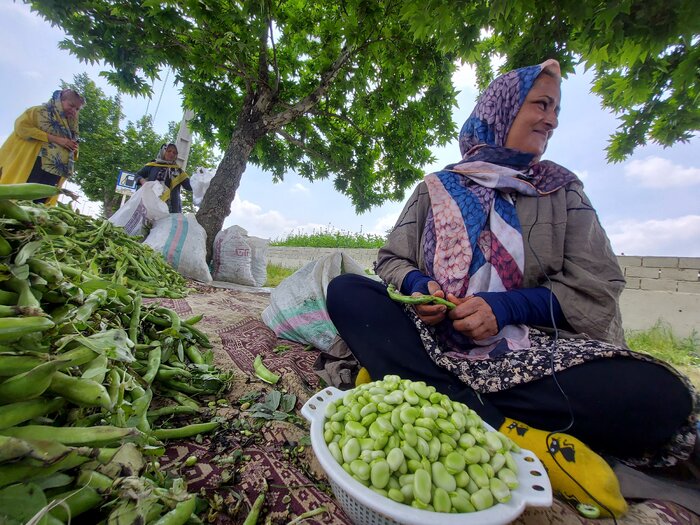 کارگران زن، نگین رشد تولید بخش کشاورزی