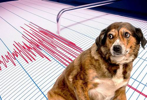 تخمین وقوع احتمالی زلزله/هوش مصنوعی و نقش حیوانات 