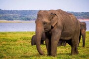 کاهش ۳میلیون متر مربعی زیستگاه فیل آسیایی