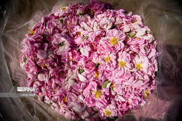 Damask rose harvesting in Iran's Qom