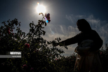 Damask rose harvesting in Iran's Qom