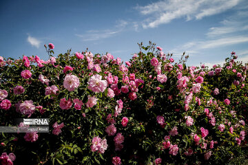 Damask rose harvesting in Iran's Qom