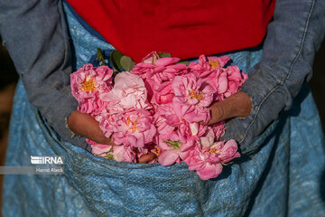 Damask rose harvesting in Iran's Qom