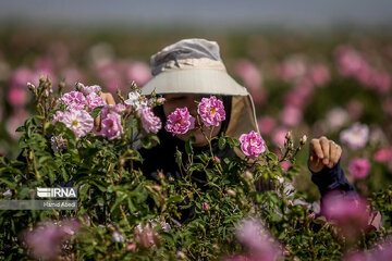 Damask rose harvesting in Iran's Qom