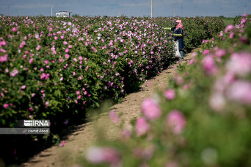 Damask rose harvesting in Iran's Qom