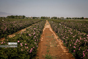 Damask rose harvesting in Iran's Qom