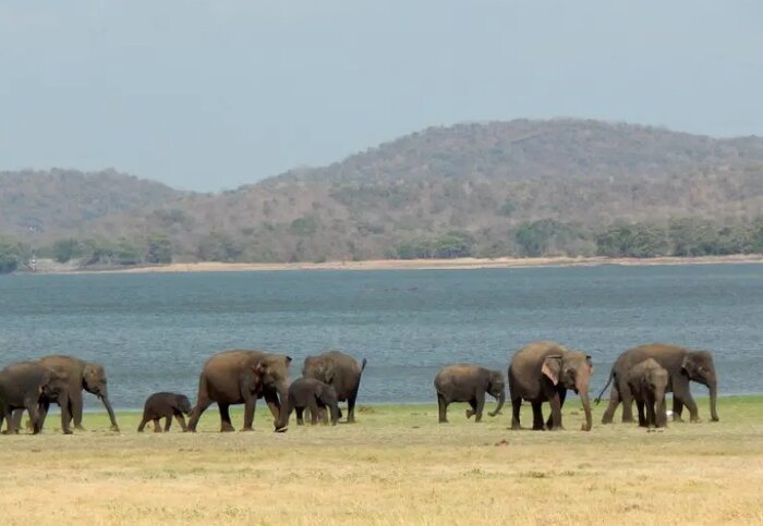 کاهش ۳میلیون متر مربعی زیستگاه فیل آسیایی
