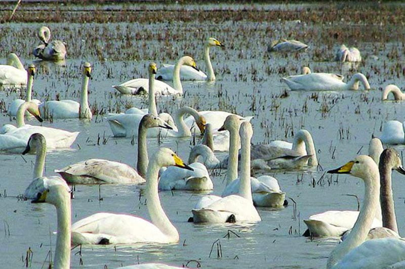 زیباترین سواحل ایران برای شنا و استراحت