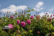 Festival de la cosecha de rosas damascenas en el sur de Irán