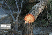 فیلم/ قطع تعداد قابل توجهی درخت در حین تخریب یک ساختمان در کیش