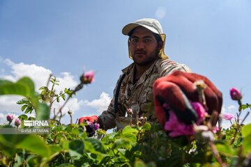 Festival de la cosecha de rosas damascenas en el sur de Irán