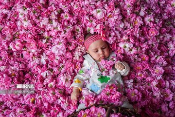 Festival de la cosecha de rosas damascenas en el sur de Irán