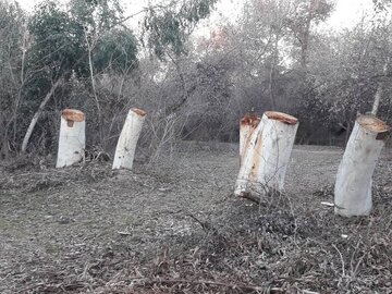 عوامل قطع درختان کبیرکوه در دره‌شهر دستگیر شدند