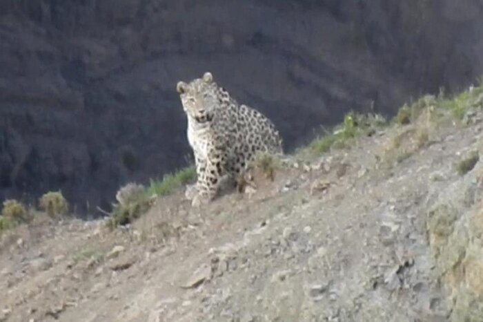 چهار قلاده پلنگ ایرانی در شهرستان کوثر مشاهده شد
