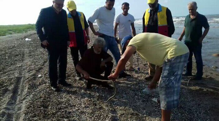 تکذیب هجوم مارهای سمی به سواحل فریدونکنار و بابلسر